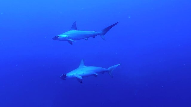 Hammerhead sharks swimming in the deep blue - Egypt Red Sea - BDE