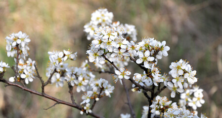 In spring, the blackthorn blooms in nature