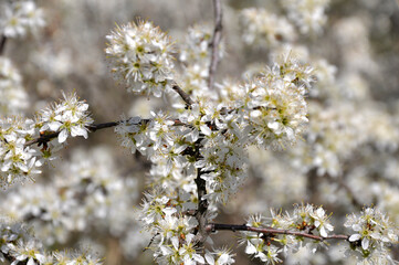 In spring, the blackthorn blooms in nature