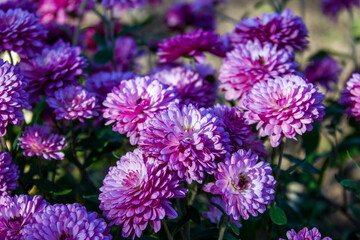 garden blue aster flower, autumnal floral background