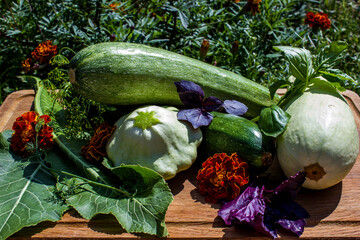 autumn still life with zucchini and squash, background with fresh vegetables

