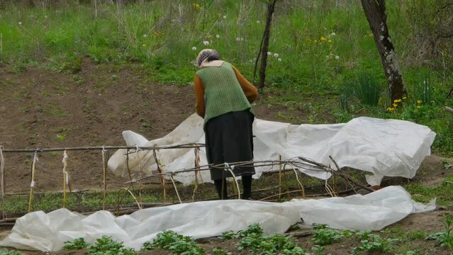 Close-up of a very old woman, shown from behind, cultivating a garden in early spring, planting onions and peppers in the old village of Staro Korito in Eastern Serbia