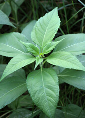 Jerusalem artichoke (Helianthus tuberosus) grows in nature