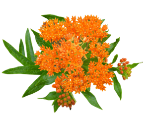 Asclepias tuberosa | Butterfly Milkweed | Native North American Prairie Wildflower Isolated 