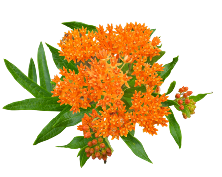 Asclepias tuberosa | Butterfly Milkweed | Native North American Prairie Wildflower Isolated 