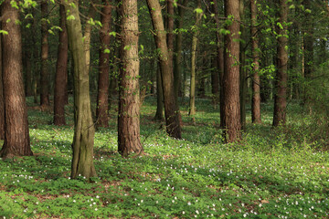 Spring Anemone. Anemones blooming in the deciduous trees.  Beautiful spring flowers in the forest. Green forest. Blossoming wood anemone (Anemone nemorosa) in forests. Beautiful landscape. Horizontal 