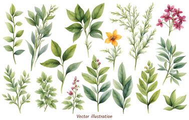 Beautiful flowers botanical drawings featuring various plant species vector illustration.	
