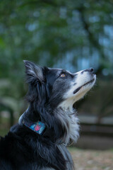 Curious australian sheppard dog outdoor portrait