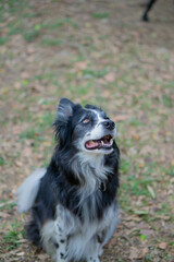 Curious australian sheppard dog outdoor portrait