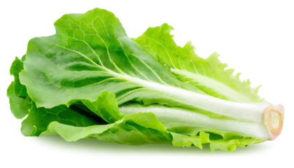 fresh green endive salad leaves isolated on white background cutout.