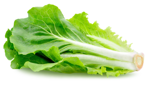 fresh green endive salad leaves isolated on white background cutout.