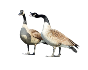 Canada Goose Isolated with Transparent Background