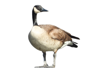 Canada Goose Isolated with Transparent Background