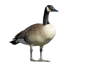 Canada Goose Isolated with Transparent Background
