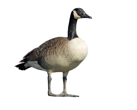 Canada Goose Isolated with Transparent Background