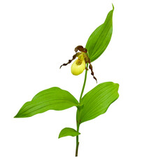 Cypripedium pubescens (Yellow Lady's Slipper) Native North American Orchid Wildflower