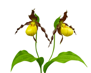 Cypripedium pubescens (Yellow Lady's Slipper) Native North American Orchid Wildflower