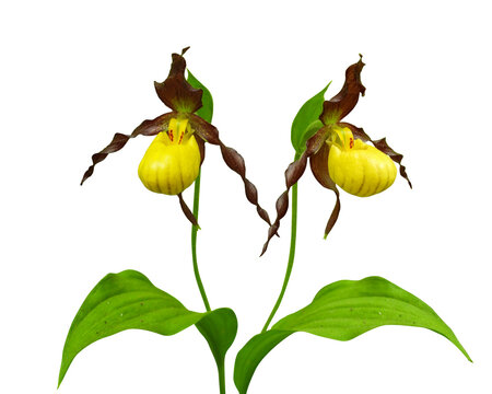 Cypripedium pubescens (Yellow Lady's Slipper) Native North American Orchid Wildflower