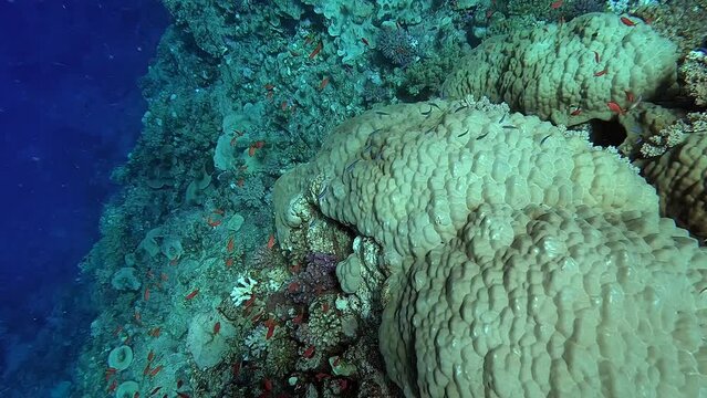 Swimming above corals surrounded by little fish in a tropical sea - Egypt Red Sea - BDE
