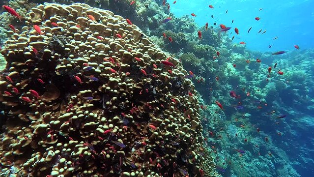 Swimming above corals and among little goldfish in a tropical sea - Egypt Red Sea - BDE