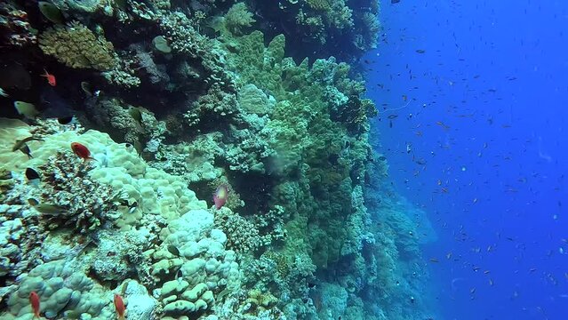 Egypt Red Sea - BDE - Swimming next to coral full of goldfish in a tropical sea