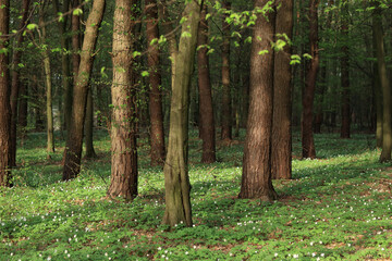 Obraz premium Spring Anemone. Anemones blooming in the deciduous trees. Beautiful spring flowers in the forest. Green forest. Blossoming wood anemone (Anemone nemorosa) in forests. Beautiful landscape. Horizontal 
