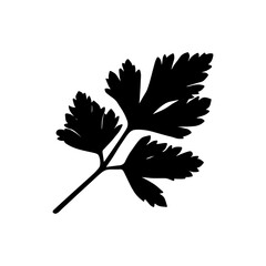 fresh parsley icon isolated on white closeup vector illustration