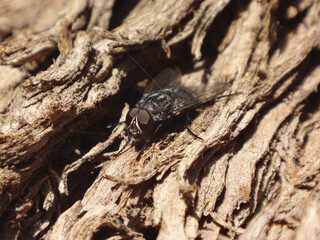 Red-horned muscina fly (Muscina prolapsa), male basking on the trunk of a juniper tree