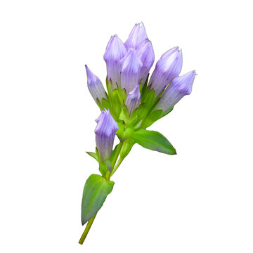 Isolated Gentianella quinquefolia (Stiff Gentian) Native North American Wildflower