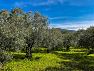 Fototapeta na wymiar Olive grove with mature trees on sunny day with blue sky and green grass, landscape view. Agricultural and Mediterranean nature concept.