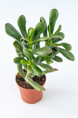 Crassula plant succulent in pot. Green little flower on white background