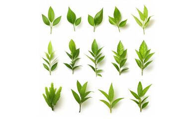 Green leaves flying in the air isolated on background.Png