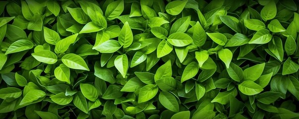 Fototapeta na wymiar The green leaf background looks fresh and beautiful