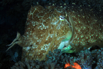 Close-up of a Broadclub Cuttlefish (Sepia latimanus). Anilao, Philippines