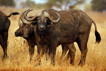 African Buffalos (Syncerus caffer caffer, aka Cape Buffalo). Taita Hills, Kenya