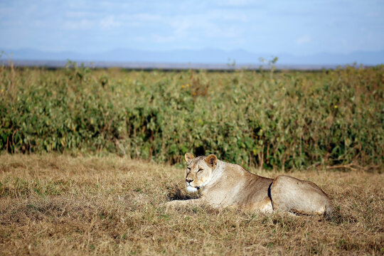 Lioness Resting in Grass. Amboseli, Kenya