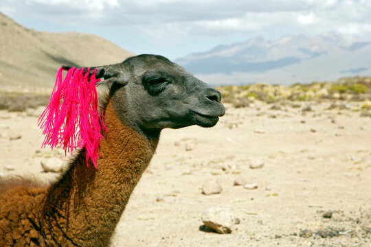 Brown Llama (Lama glama), with Mountains in the Background. Peru Highlands.