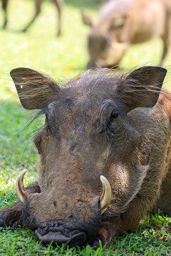 Close-up of a Common Warthog (Phacochoerus africanus), Resting in the Grass. Murchison Falls National Park, Uganda
