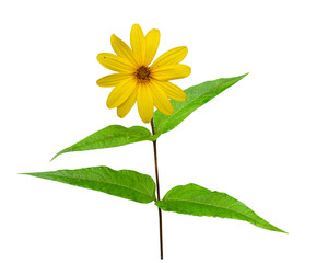 Helianthus strumosus (Woodland Sunflower) Native North American Wildflower Isolated 