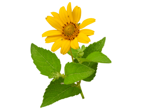 Heliopsis helianthoides known as Smooth Oxeye, 	Common Ox-eye, False Sunflower, Sunflower Heliopsis - Naive North American Wildflower Isolated