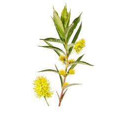 Tufted Loosestrife - Lysimachia thyrsiflora - Native North American Wetland Wildflower - Isolated Clipart