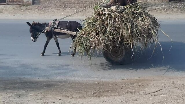 Donkey cart. Donkey carts still drive in villages and small towns. Donkey carries bushes in Layyah Pakistan. Village traditional transport with domestic donkey. Slow Motion 4K Footage.