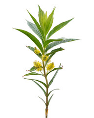 Tufted Loosestrife - Lysimachia thyrsiflora - Native North American Wetland Wildflower - Isolated Clipart