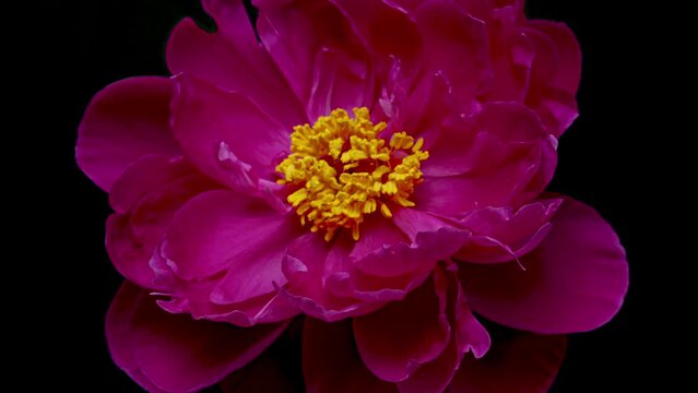 Red Peony Open Flower in Time Lapse on a Black Background. Vedding Concept. Side View on Pink Flower with Yellow Stamens