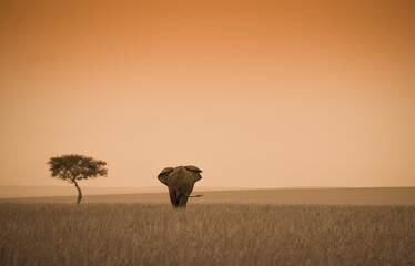 Samotny słoń i drzewo akcji w Masai Mara Kenia - obrazy, fototapety, plakaty