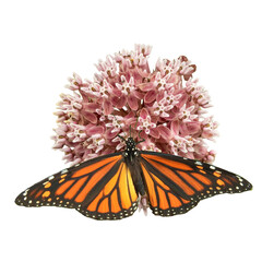 Monarch Butterfly on a Common Milkweed Wildflower Isolated |