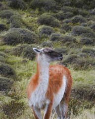 Guanaco in Torres Del Paine