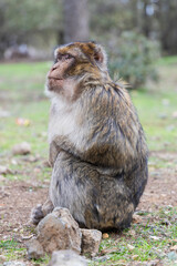 Morrocco macaque sitting on the ground