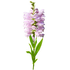 Obraz premium Isolated Obedient Plant (Physostegia virginiana) Native North American Prairie Wildflower 