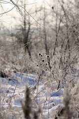 Zimowy widok na zarośla i łąkę. Mroźne chwasty i chaszcze. Naturalny krajobraz.